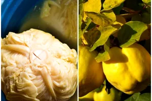 De ce se pun gutui la varza murată. Trucul din bătrâni care o face delicioasă, doar așa vei proceda de acum încolo
