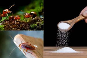 Ingredientul banal care te scapă definitiv de furnici și gândaci. Ce să presari în jurul chiuvetei sau la colțurile geamurilor, trucul uluitor