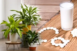 Planta din bucătărie care are mai mult calciu decât laptele. E aur curat, puțini știu