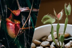 Plantele care atrag numai pagubă în casă. De asta nu ai spor la bani, scapă imediat de ele