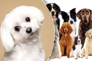 Ai ochi de vultur dacă observi cel de-al treilea câine din imagine. Ai la dispoziție doar 5 secunde, mulți se dau bătuți
