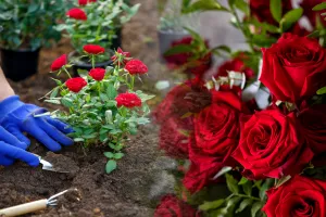 Când se plantează trandafirii toamna, de fapt. Cum se îngrijesc corect pentru a înflori spectaculos