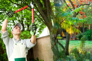 Când se tund pomii din grădină, de fapt. Greșeala care îți distruge toată recolta, de asta nu obții fructe mari și frumoase