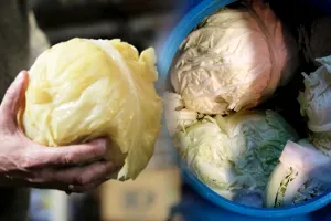 Ce să adaugi în butoiul cu varza murată pentru a-i da culoare. Ingredientul care nu trebuie să lipsească, trucuri de la gospodinele iscusite