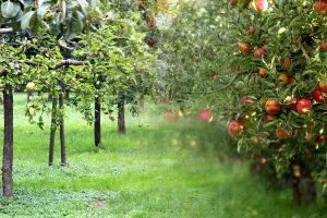 Ce să presari neapărat la rădăcina pomilor fructiferi ca să se prindă. Secretul gospodarilor experimentați