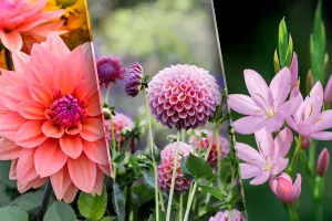 Cele mai frumoase flori de toamnă. 7 plante superbe care pot fi cultivate în ghiveci sau grădină, aduc frumusețe locului tău