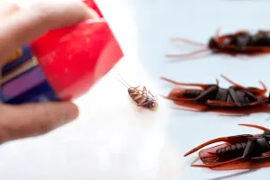 Cu ce să pulverizezi în casă pentru a ține gândacii departe de locuința ta. Amestecul eficient, ai nevoie de aceste 4 ingrediente banale