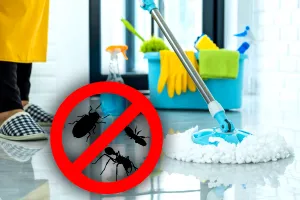 Cu ce să speli podeaua pentru a ține gândacii la distanță de casa ta. Trucul e genial