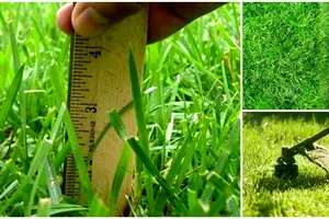 Când trebuie tuns gazonul toamna. Sfaturi și trucuri de la grădinari pentru a arăta perfect