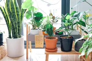 Cum se îngrijesc corect plantele de apartament. Trucuri și sfaturi prețioase pentru a te bucura de flori frumoase, ce pași nu trebuie să omiți
