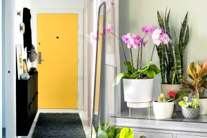 Plantele pe care să le ții la intrarea în casă pentru noroc. Secretul care atrage banii ca un magnet