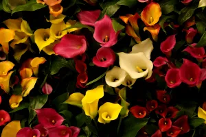 E bine să ai cală în casă? O veche superstiție arată clar, puține persoane știu ce semnificație are de fapt floarea