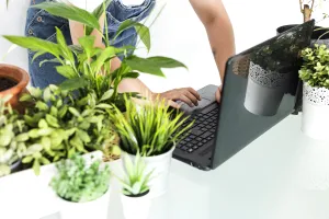4 plante pentru birou. Sunt perfecte pentru a-ți decora locul în care lucrezi, ce avantaje au
