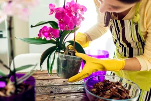 Cu ce să stropești orhideea pentru a înflori spectaculos. Găsești toate ingredientele chiar la tine în bucătărie