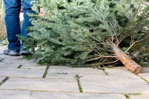 De ce să nu arunci bradul după sărbătorile de iarnă. E aur curat în casă, 4 trucuri fabuloase