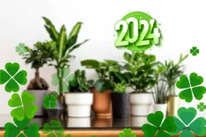 Plantele pe care să le cumperi în 2024. Îți aduc sănătate, bunăstare și noroc în casă
