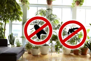 Planta care alungă insectele nedorite din casa ta. Ce nu trebuie să-ți lipsească dacă vrei să ții la distanță muștele și țânțarii