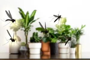 10 plante de apartament care țin la distanță muștele și țânțarii. Scapi de problema insectelor dacă le ai în casă