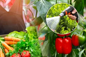 Ce lucrări se fac în grădină în luna august. Așa vei avea o recoltă bogată la toamnă
