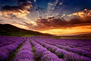 La ce se poate folosi lavanda uscată. Cum o poți utiliza după recoltare