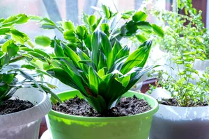 Floarea de apartament denumită și ”planta de fier”. Cum se îngrijește Aspidistra