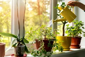 Florile care înfloresc tot anul. Ce plante să alegi pentru apartamentul tău