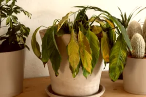 Ce facem atunci când florile s-au ofilit, soluții