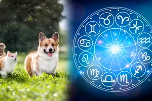Ce animal de companie e bine să ai, în funcție de zodie