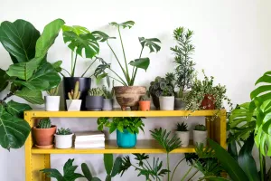 Plante de interior care înfloresc toamna. Cum să îți împodobești casa cu flori de sezon