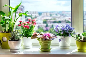 Ce flori de apartament rezistă la temperaturi scăzute