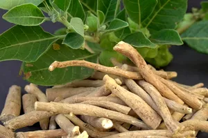 Ashwagandha: beneficii, riscuri și precauții. Ce trebuie să știi despre această plantă medicinală