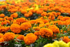 Planta minune care ajută la scăderea glicemiei și te scapă de insecte