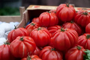 Ce legume se plantează lângă roșii, în grădină sau în solar