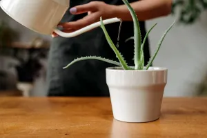 Ce conține „apa secretă” care face aloe vera să crească frumos și sănătos