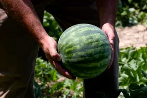 Cum obții lubenițe dulci și aromate? Trucurile folosite de străbuni care încă dau rezultate