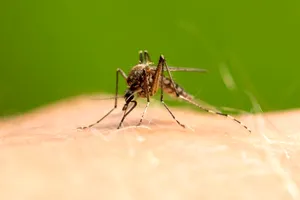 Trucuri naturale pentru o casă fără insecte. Cum scapi de țânțari, muște și gândaci fără chimicale