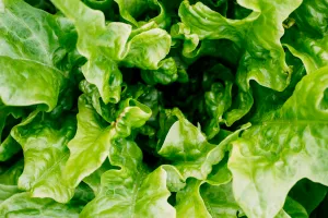 Trucurile bunicilor pentru salata verde: ce să pui la rădăcină ca să nu i se îngălbenească frunzele
