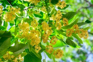 Când și cum se culeg florile de tei pentru ceaiuri parfumate iarna