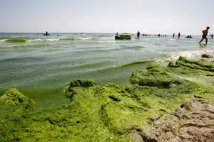 Mamaia, sub asediul algelor. Turiștii aleg alte destinații din cauza mirosului