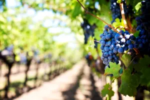 Vița de vie sănătoasă începe cu stropirea corectă. Trucurile simple folosite de bunici