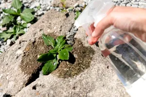 De ce ar trebui să stropești cu oțet în fața ușii vara asta. Mulți nu știu ce efect are acest gest banal