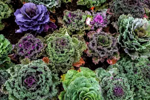 Varza kale, leguma care susține longevitatea. De ce este recomandată de nutriționiști pentru o viață mai lungă
