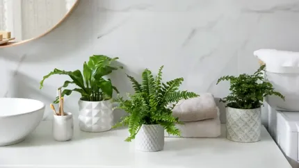 7 plante ideale pentru baie. Rezistă fără nicio problemă la umiditate, dau culoare locului