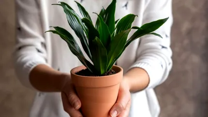 11 plante de apartament ideale pentru a face un cadou special celor dragi