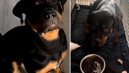 Carl, Rottweilerul care nu mănâncă fără rugăciune. Patrupedul a făcut senzație pe TikTok