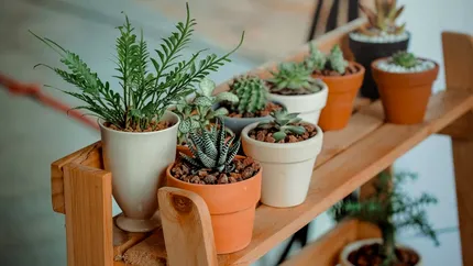 Cum să redai viața casei tale: 6 idei geniale de decor cu plante