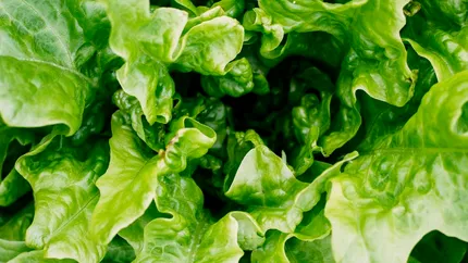 Trucurile bunicilor pentru salata verde: ce să pui la rădăcină ca să nu i se îngălbenească frunzele