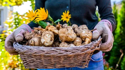 Leguma pe care o plantezi o dată și te hrănește ani la rând. Ce este topinamburul și cum se gătește