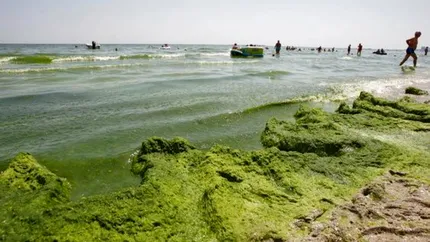 Mamaia, sub asediul algelor. Turiștii aleg alte destinații din cauza mirosului