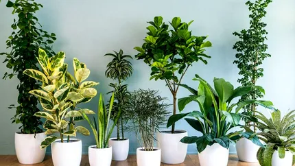Plante care nu mor ușor, chiar dacă uiți complet de ele. Recomandări pentru cei care nu se pricep la îngrijit flori
